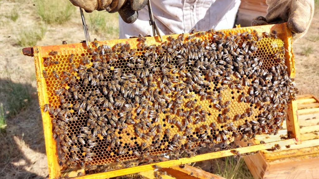 Abejas bosque de helí